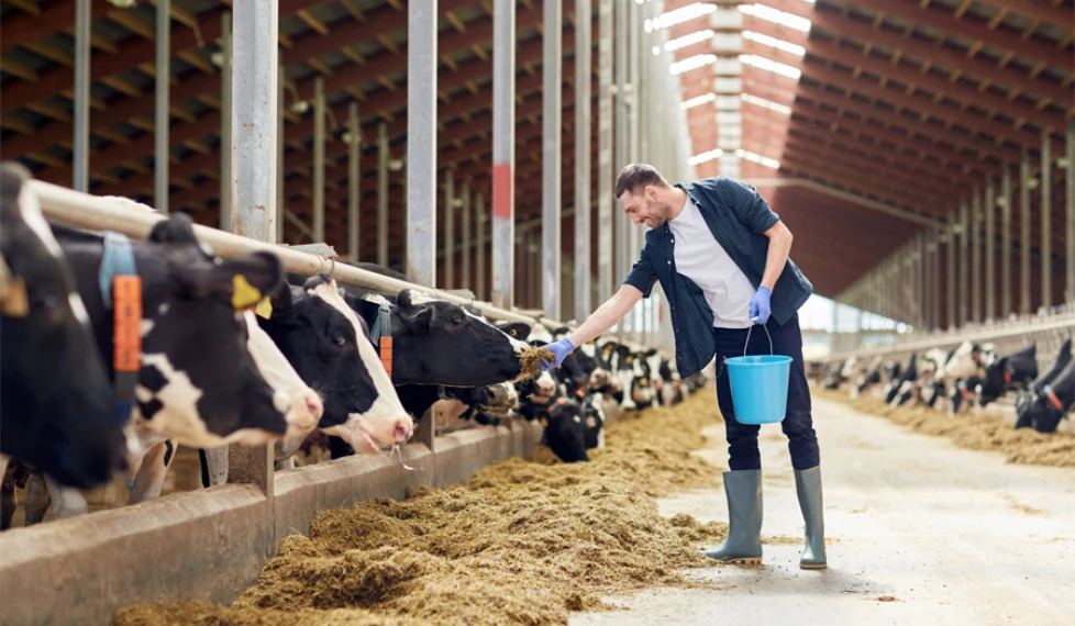Dairy Farm Ozone Application
