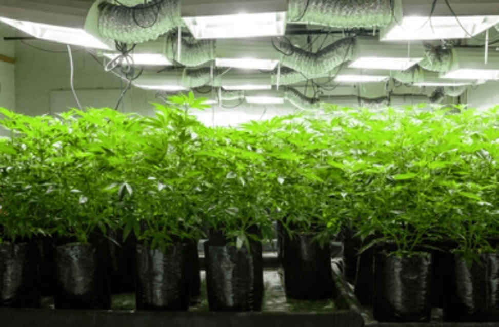 Ozone For Commercial Grow Rooms