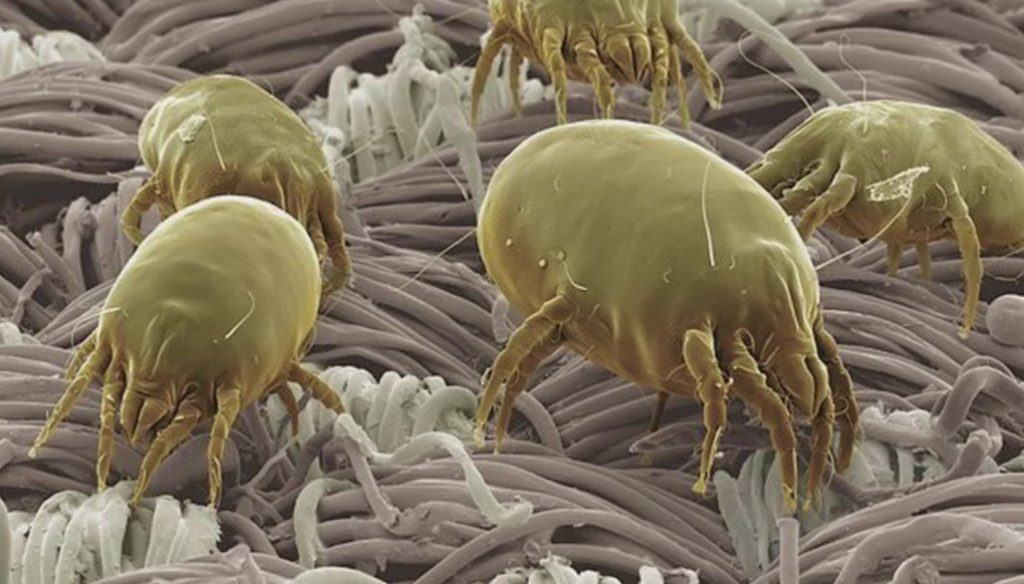 ozone-to-remove-dust-mites